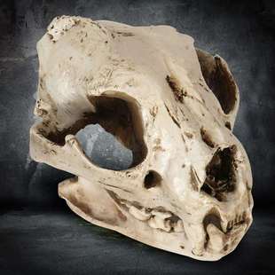 仿真土狗头骨 野狗头骨工艺品树脂动物骷髅头摆件万圣节