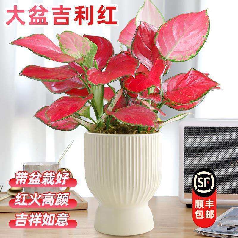吉利红如意皇后水培绿植物办公室内水养绿萝箩花卉盆栽好养活植物,鲜花速递/花卉仿真/绿植园艺,割草机/草坪机,淘宝优惠券,粉丝福利购,淘宝优惠卷
