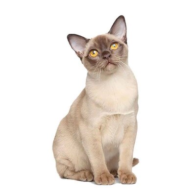 Three Ratels CM29 Lovely cat Persian cat Birman Bombay Briti