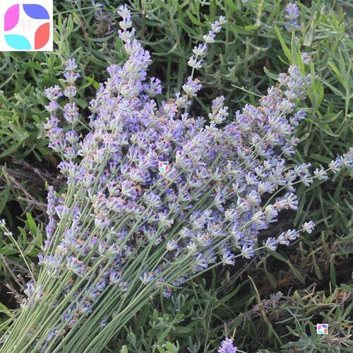 lavender dried flower bouquet natural dried flower lavender