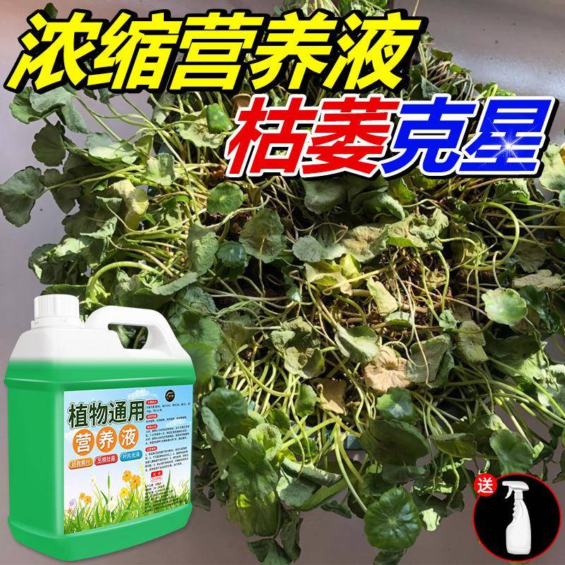营养液物发通用型室内mqp10036盆栽绿萝富竹财树多肉贵水培养花卉