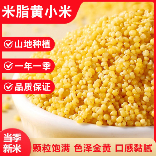当季】黄小米农家自种颗粒饱满黄小米煮粥五谷杂粮小米早餐小米粥