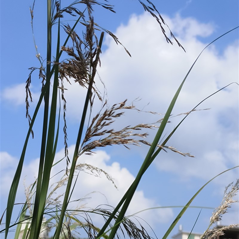 芦苇禾本科杂草农产品加工设备中草药材编织材料