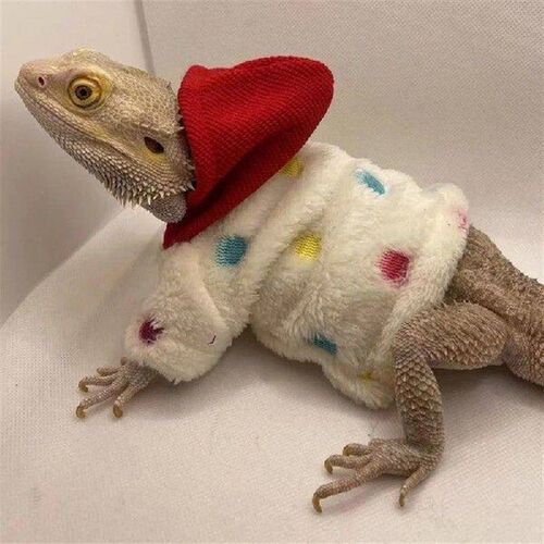 Lizards Clothes for Bearded Dragon Geckos Reptiles Apparel