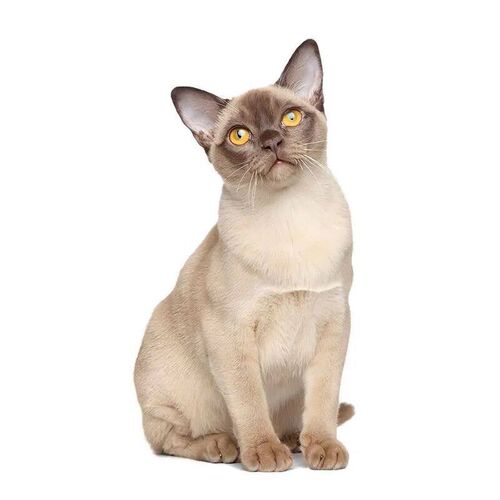 Three Ratels CM29 Lovely cat Persian cat Birman Bombay Briti