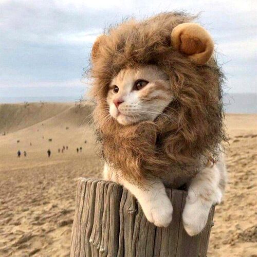 Cute Lion Mane Cat Wig Pet Small Dog Cats Costume Lion Mane