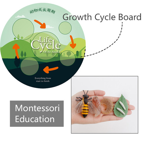 Simulation Life Cycle Animals Model Montessori Toy Children