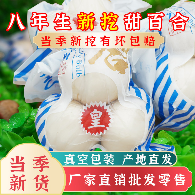 兰州甜百合三头皇新挖百合新鲜食用非甘肃干货生白合干特产级包邮