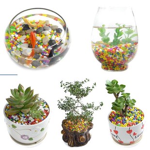 on the new succulent ornamental pebbles pot plant pavement