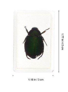 Red Legged Scarab Specimen Beautiful Insect Samples