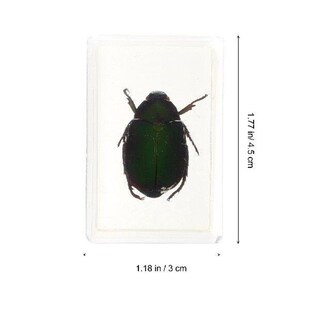 Red Legged Scarab Specimen Beautiful Insect Samples
