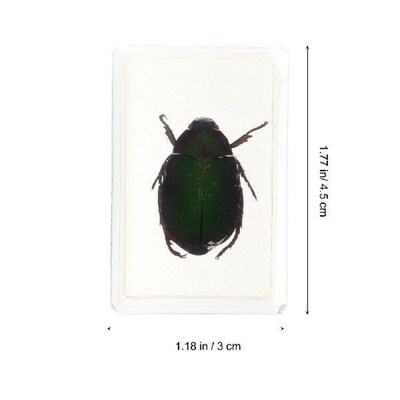 Red Legged Scarab Specimen Beautiful Insect Samples