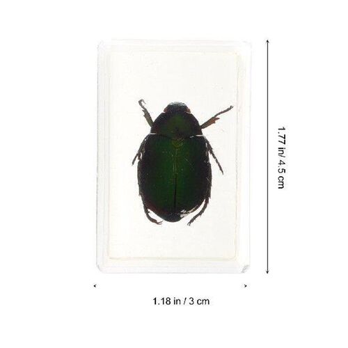 Red Legged Scarab Specimen Beautiful Insect Samples