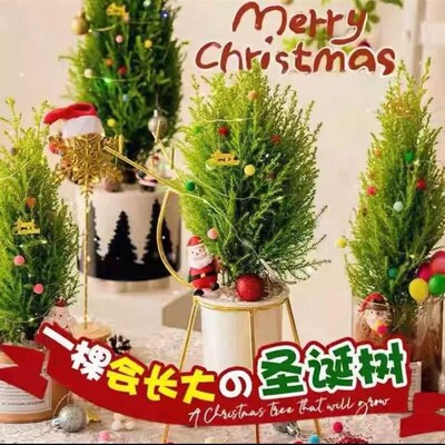 Christmas tree real tree spruce potted plant realNobel pine