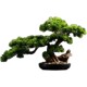 bonsai pine office Chinese decor Simulation plant welcome