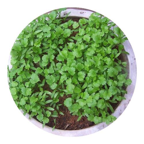 100 Seeds / pack , Vegetables parsley , Parsley seeds , v
