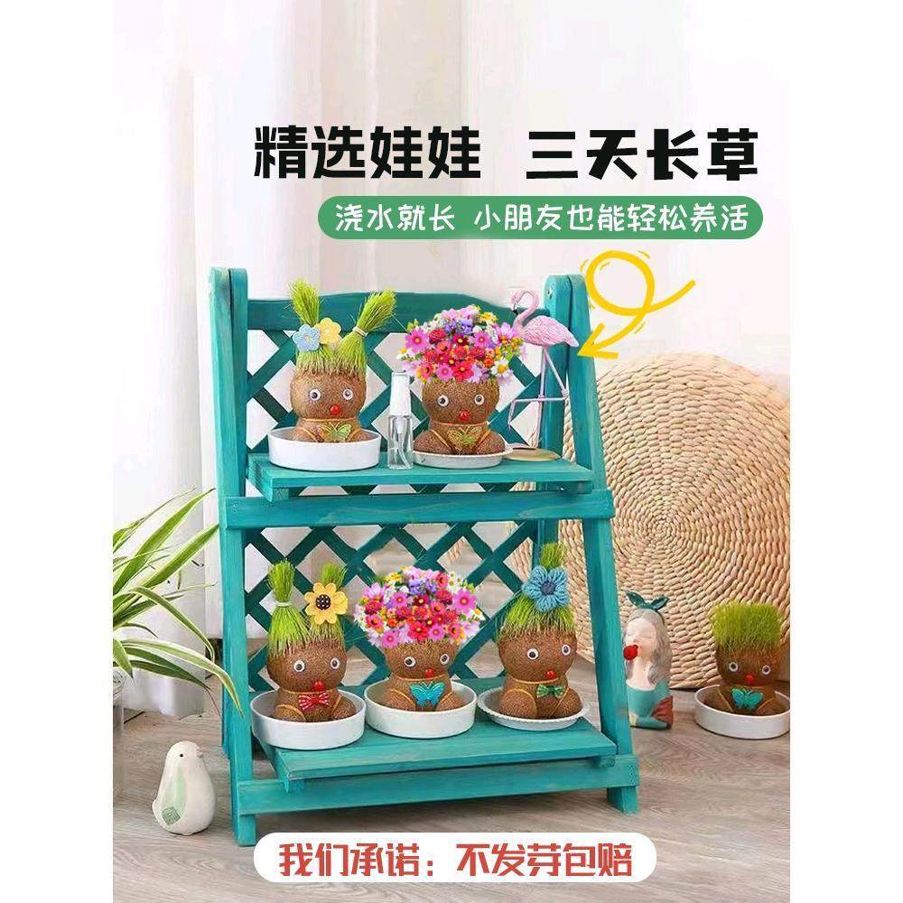 草头娃娃开花可爱长草猫草绿植物小盆栽小草娃娃室内儿童创意水培