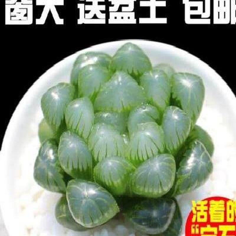 蝉翼多肉园艺肉嘟嘟盆栽小兔子雨露稀有超萌紫玉露植物新手室内