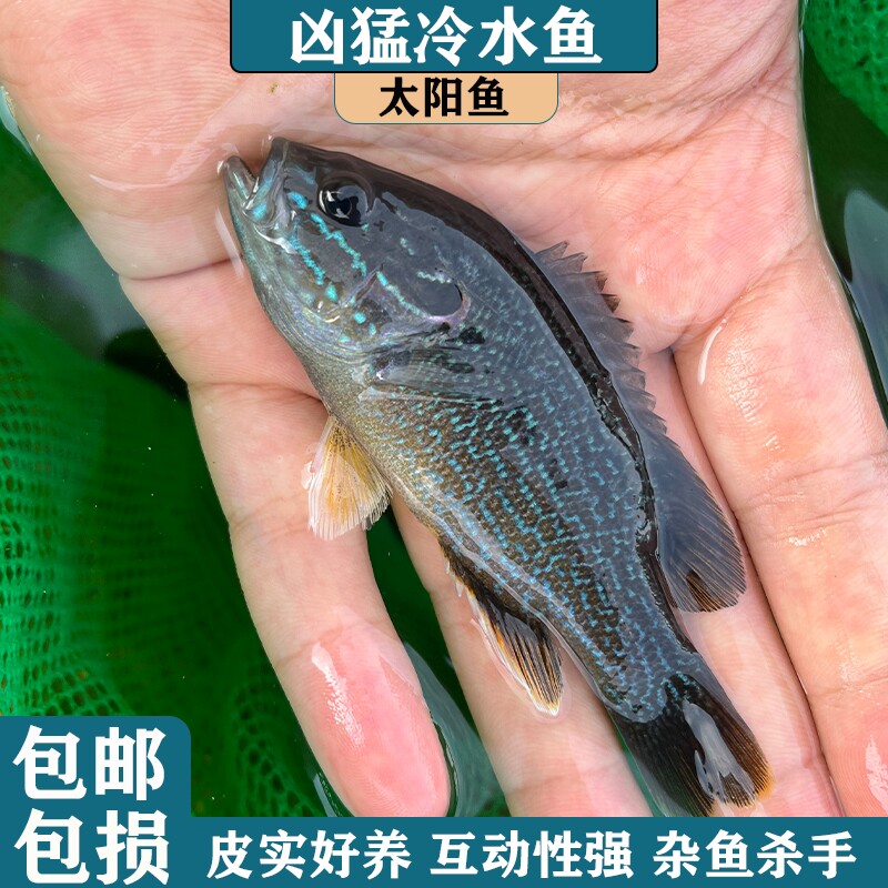 冷水凶猛原生观赏太阳鱼不加温小型鱼苗广温淡水肉食性皮实好养