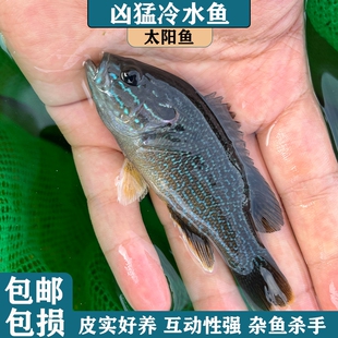 冷水凶猛原生观赏太阳鱼不加温小型鱼苗广温淡水肉食性皮实好养