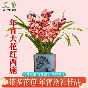 春节年宵花有香味的兰花苗 红西施 冬带花苞出售墨兰好养室内花卉
