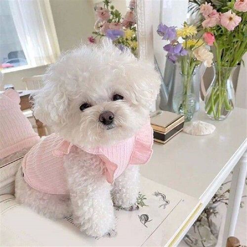 Small Dog Thin Clothes With Strong Breathability, Easy To