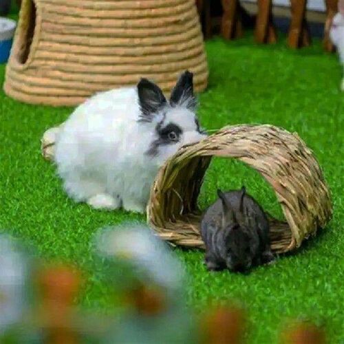 KX4B Dog Grass Pee Pad Pet Dog Pee Mats Reusable Grass