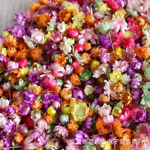 Spot Small Star Flower Head Diy Dry Flower Crystal Glue Flow