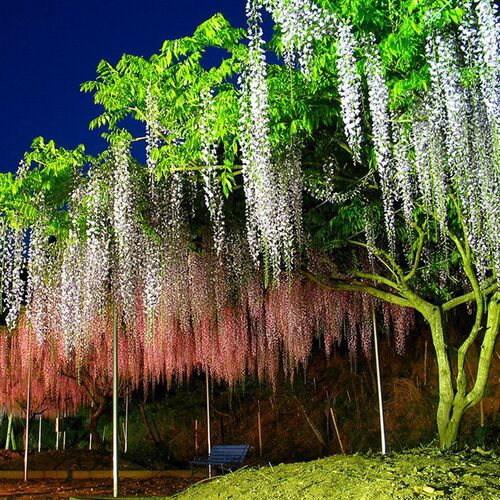 100CM artificial Cherry blossom vine silk flowers Sakura for