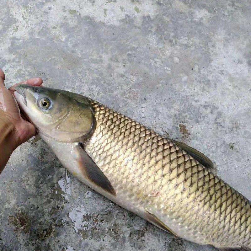 塘头渔坊爆草鱼钓鱼小药野钓专用玉米颗粒窝料黑坑草鱼饵料添加剂,户外/登山/野营/旅行用品,台钓饵,淘宝优惠券,粉丝福利购,淘宝优惠卷