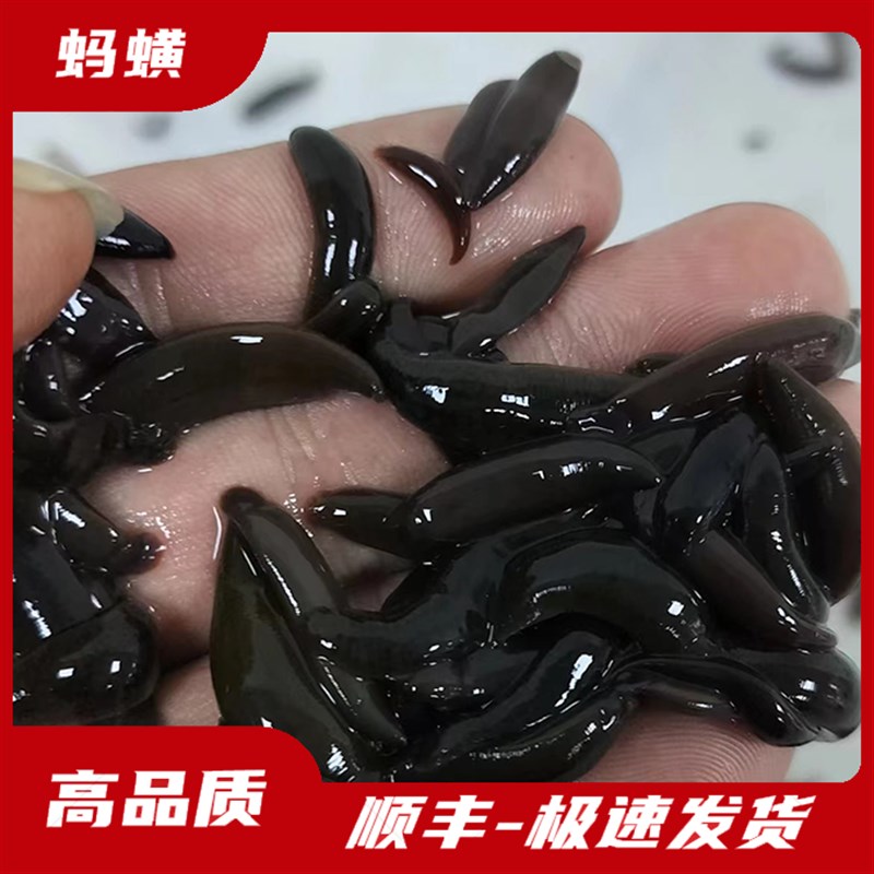 蚂蟥活蚂蝗活水蛭人工饲养钓鱼活饵鱼饵钓鱼蚂蟥饵江团黄辣丁