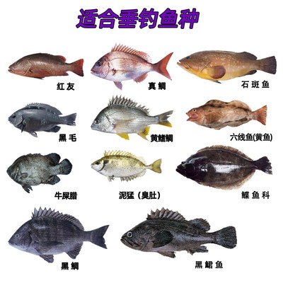 海钓鱼饵船钓黑头石九公诱饵矶钓黑鲷白腊腌制鱿鱼条钓饵筏钓泥猛