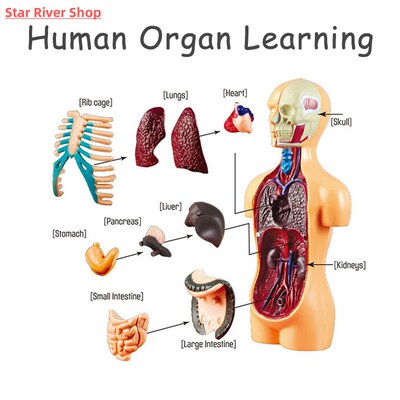 3D Human Body Torso Model Educational Assembly Learning DIY