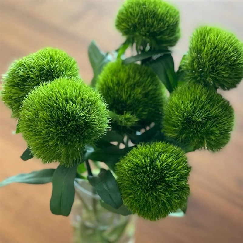 鲜花绿毛球乒乓菊混搭鲜切花室内插瓶云南基地直发