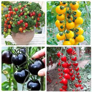 Tomato, fruit, cherry, cherry, cherry, millennium red, sain