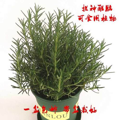 Rosemary potted plants edible insect repellent herb plant ta