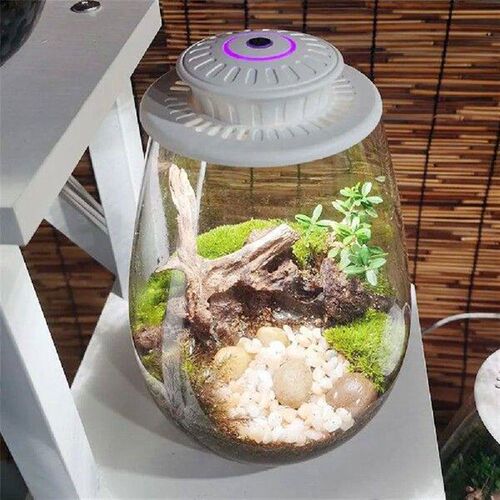 Desktop Glass Plant Terrarium with Grow Light Indoor Plant
