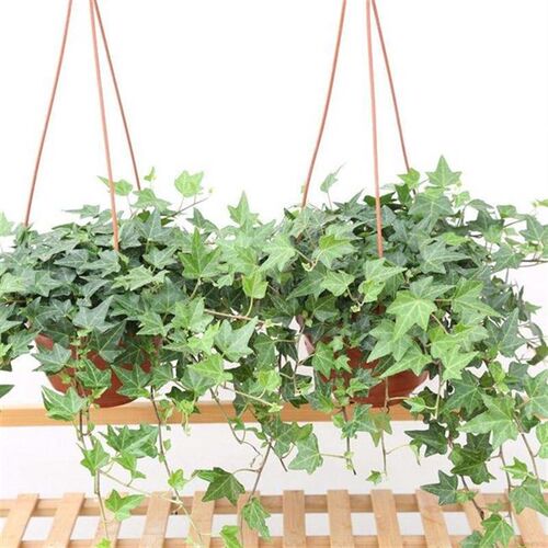 new ivy potted plants indoor large hanging vinca jinbian