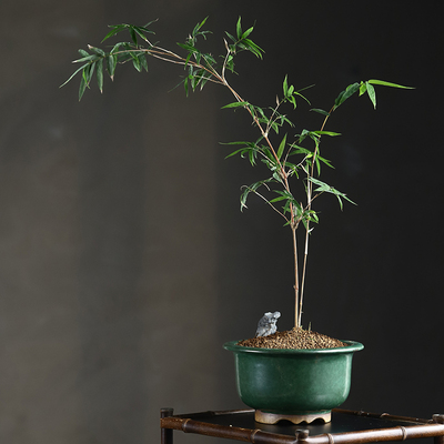 玖紫轩秦夕洪紫砂花盆精品绿釉姬月季金边矮种石榴柏树老桩竹子盆