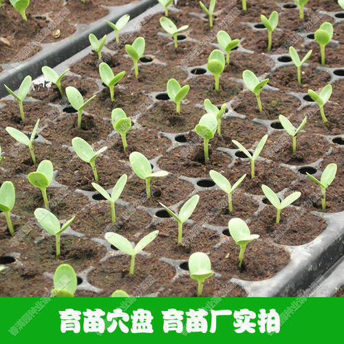 【50穴】加厚育苗盘 育苗盆 育苗钵 穴盘 种菜育苗更方便 种植盘