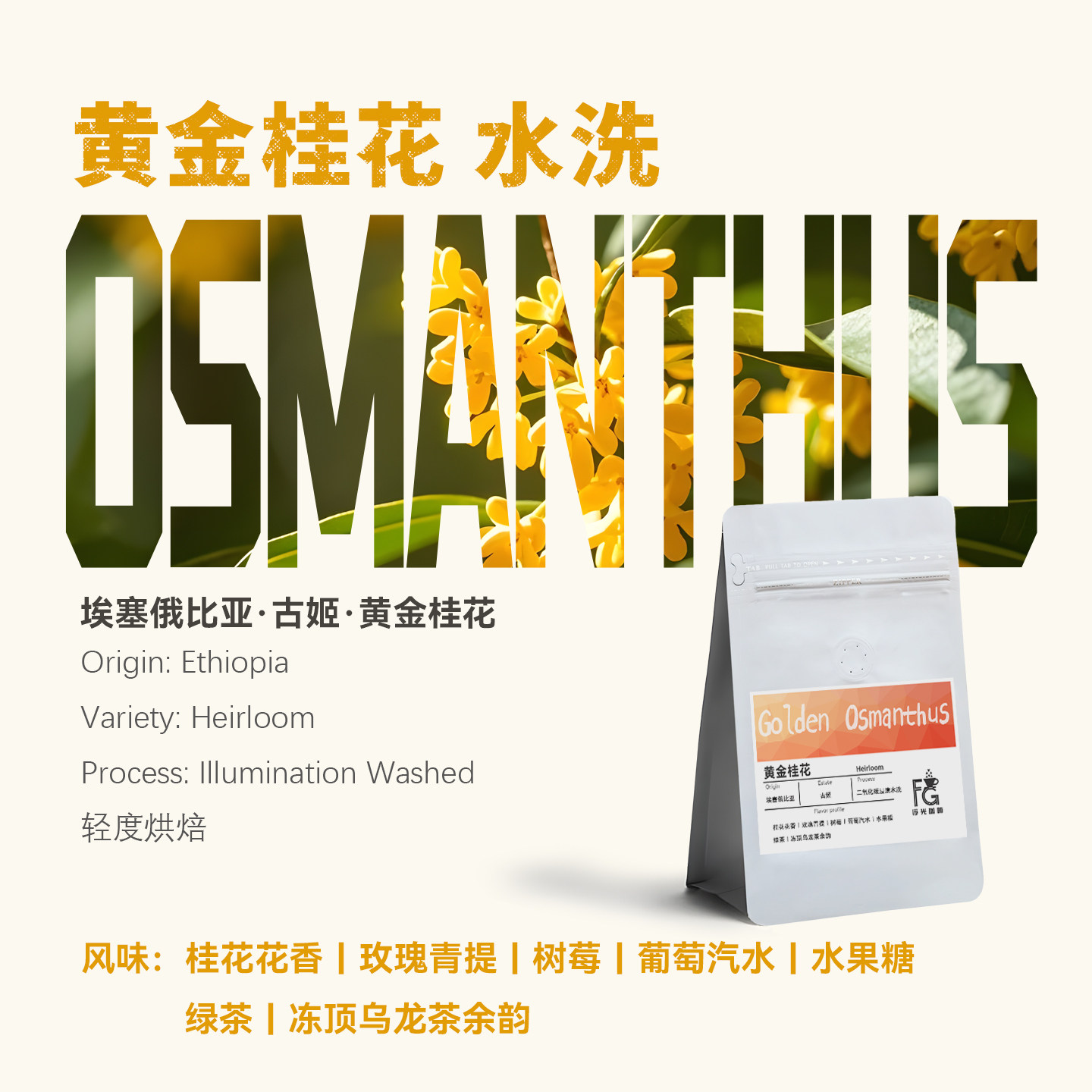 埃塞俄比亚古姬黄金桂花二氧化碳浸渍水洗新鲜现烘手冲单品咖啡豆