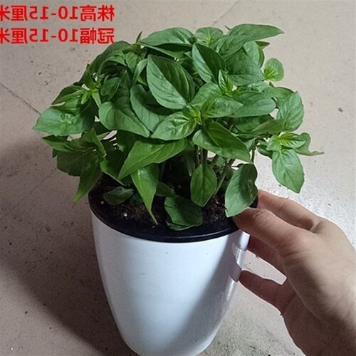 basil nine floors of the tower for food spices green plant p