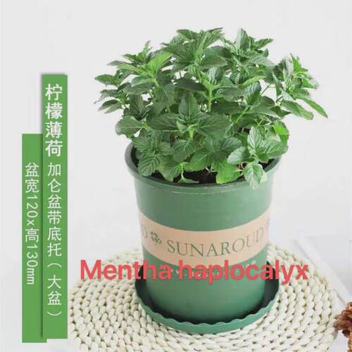 basil plants herbs mint rosemary thyme, spices Edible plant