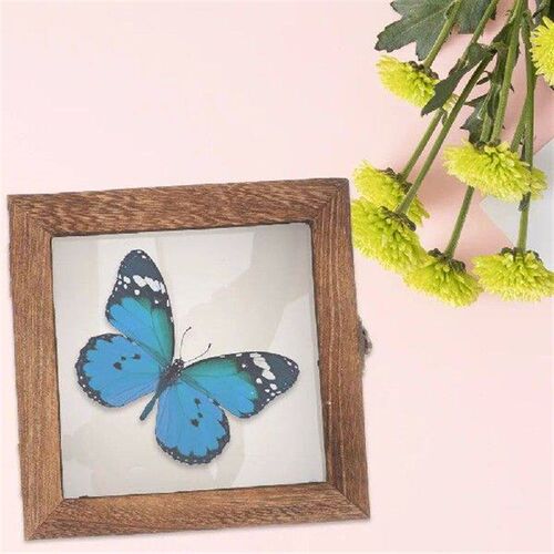 Specimen Frame Case Vintage Display Dried Flower Storage