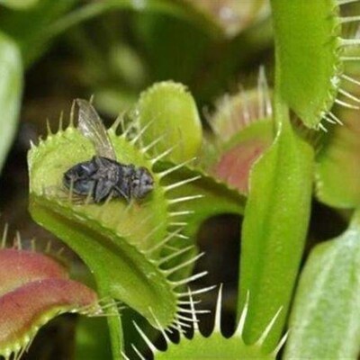Dionaea Muscipula Giant Clip Venus Fly trap Seeds 10PCS Inse