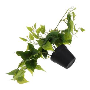 Simulated Potted Green Radish Artificial Pothos Plants Indoo