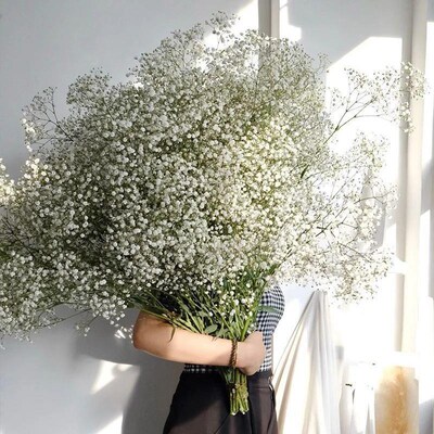 White Natural Dried Gypsophila Babys Breath Dried Flowers G