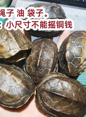 龟壳卜龟壳占挂龟壳易经卦工具龟壳六爻龟甲摇卦工具龟壳精品