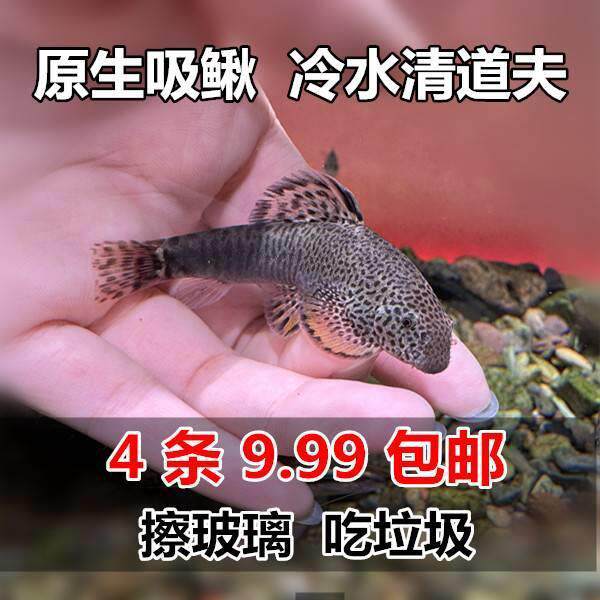 双吸盘原生吸鳅鱼 冷水鱼清道夫 原生鱼 麦氏方式琵琶鱼 工具鱼