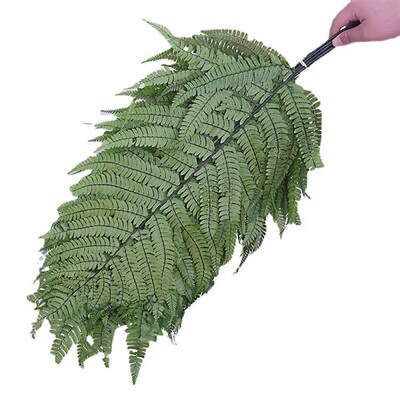 [big Fern Leaves] Everlasting Flowers Green Leaves Money Fer